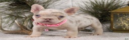 French Bulldog dogs for sale: Nugget - Ad 6