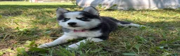 Pomsky dogs for sale: Poppy - Ad 5