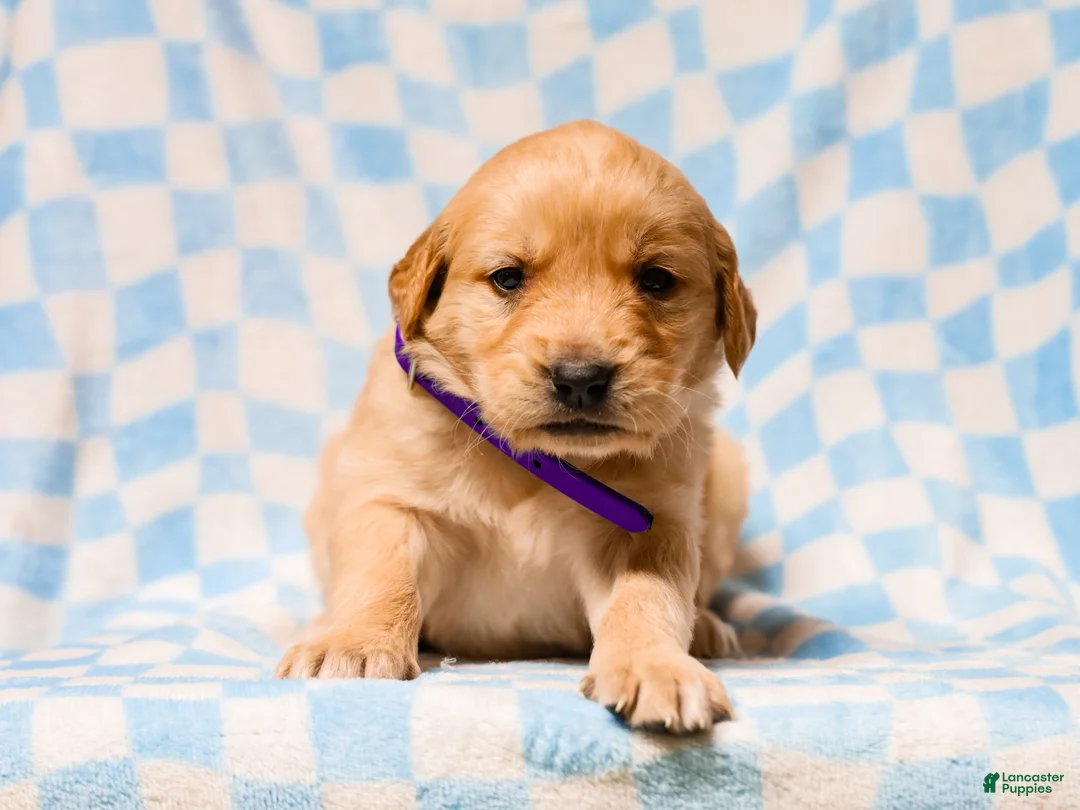 Golden Retriever dogs for sale: Donavan AKC Golden Retriever Pup - Ad 3