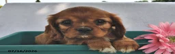 Cavalier King Charles Spaniel dogs for sale: Sasha  - Ad 4