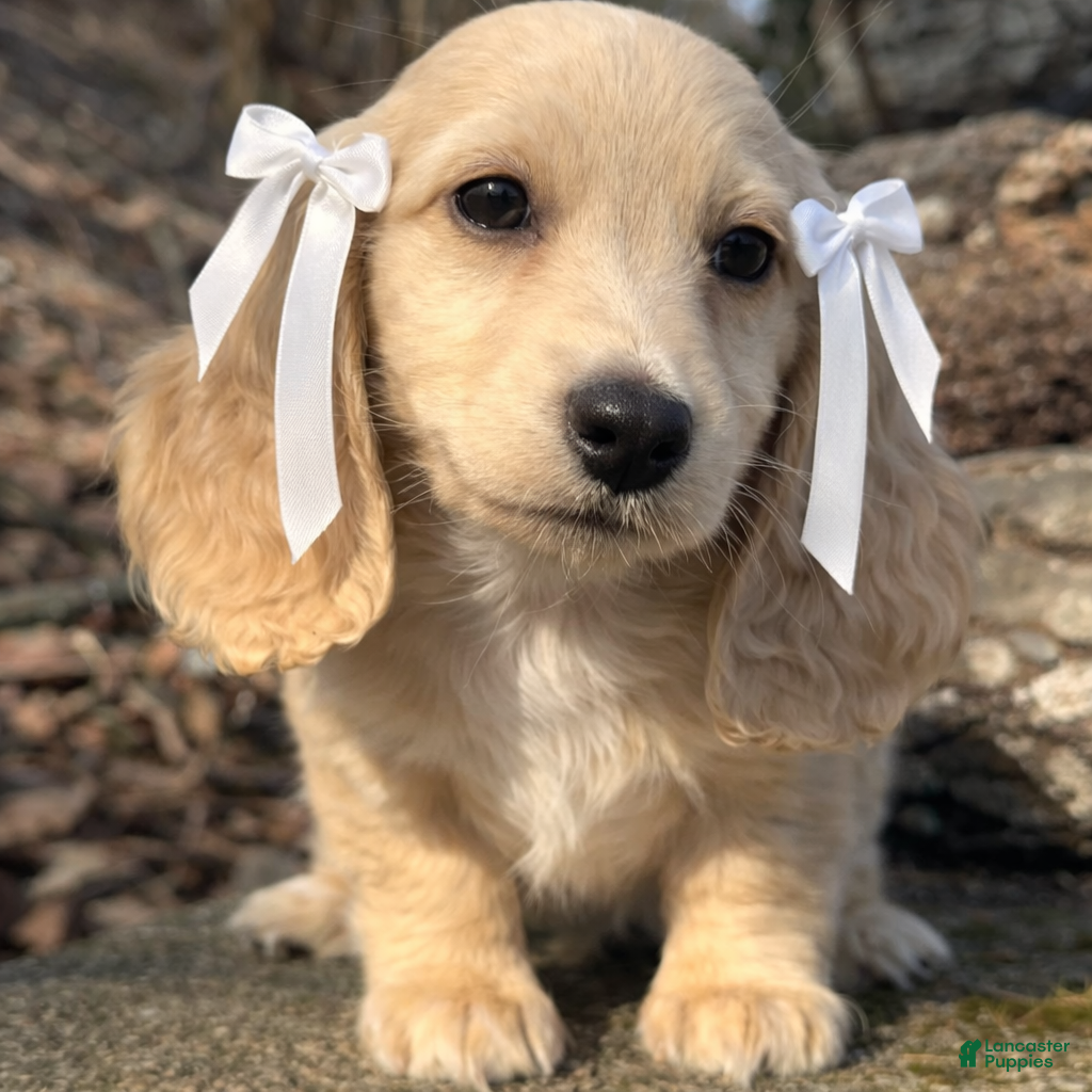 Miniature Dachshund dogs Ivory - Ad 1