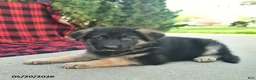 Mixed Breed dogs for sale: River  - Ad 4