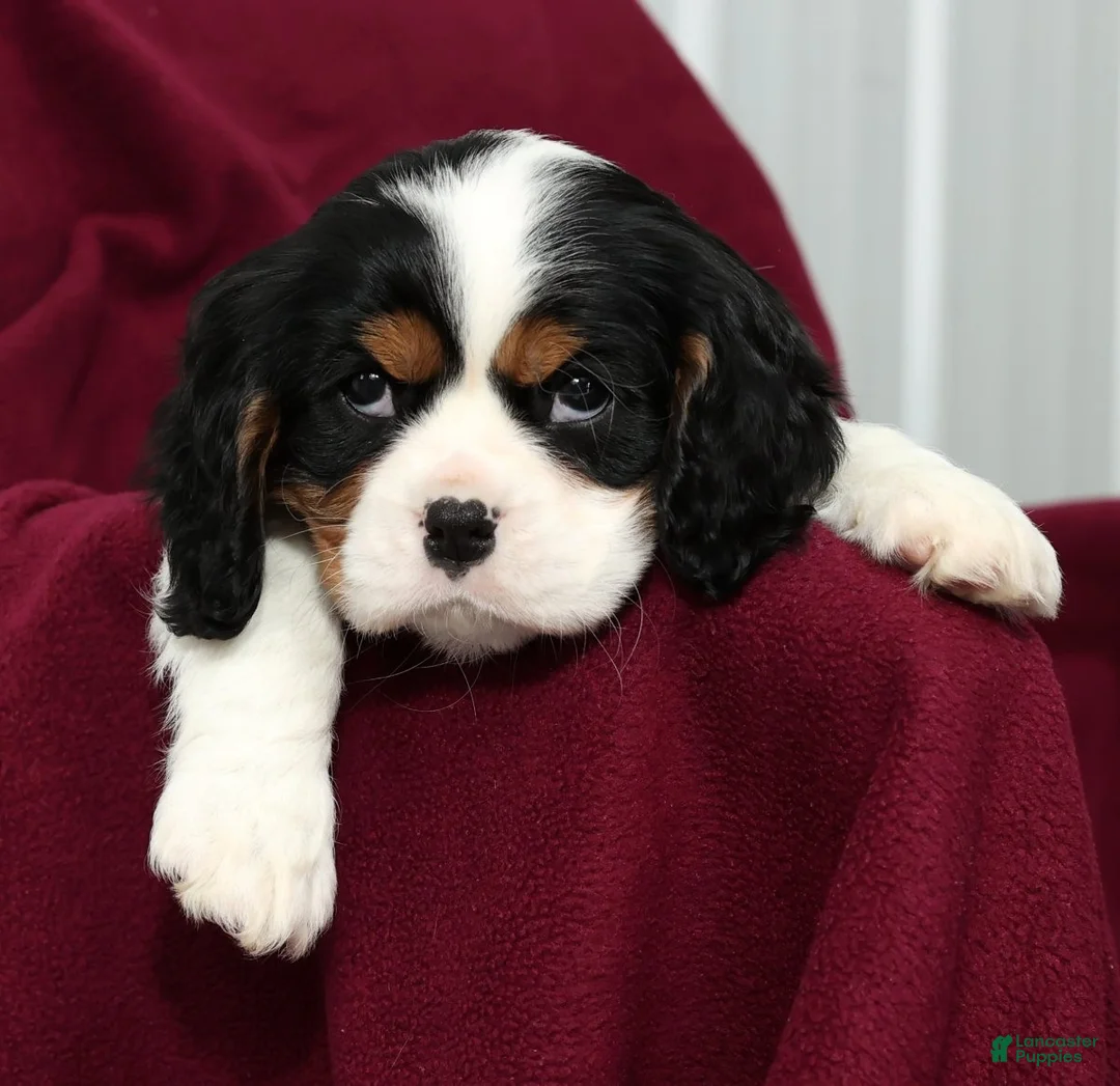 Cavalier King Charles Spaniel dogs for sale: Spotty - Ad 8