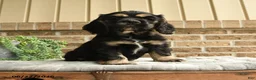 English Cocker Spaniel dogs for sale: Mark - Ad 3