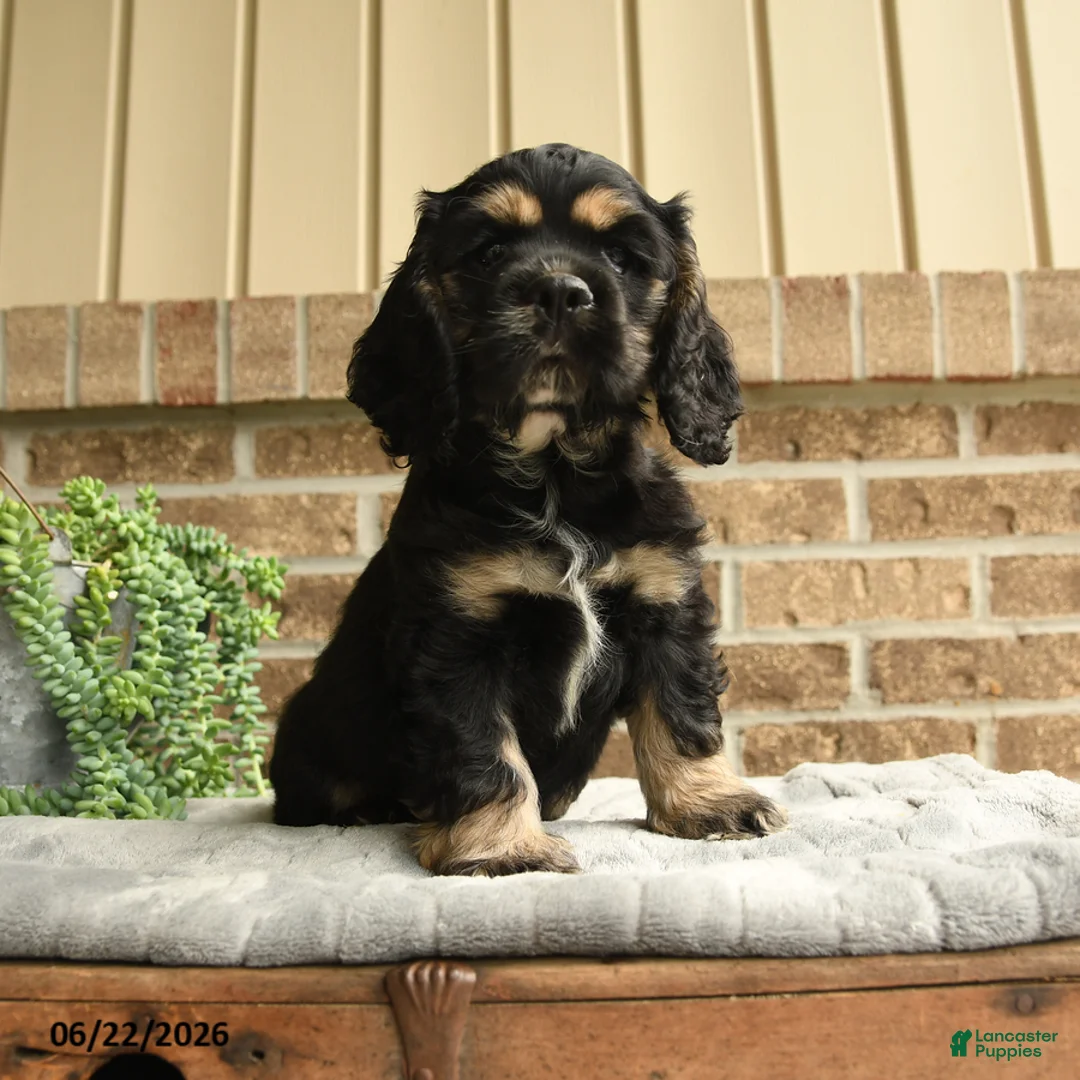 English Cocker Spaniel dogs for sale: Mark - Ad 3