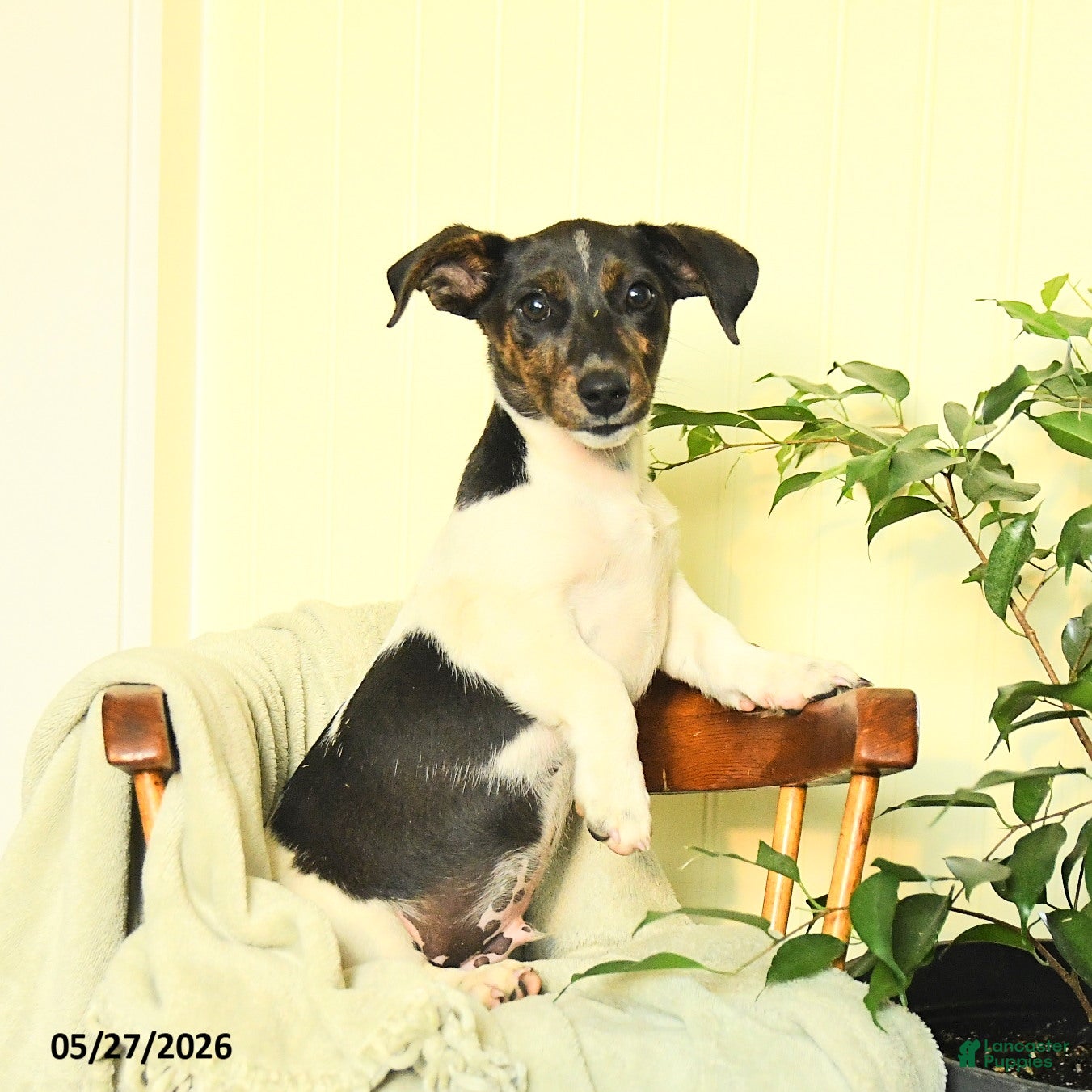 Mixed Breed dogs Raccoon  - Ad 2