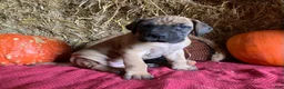 Great Dane dogs for sale: Lady - Ad 5
