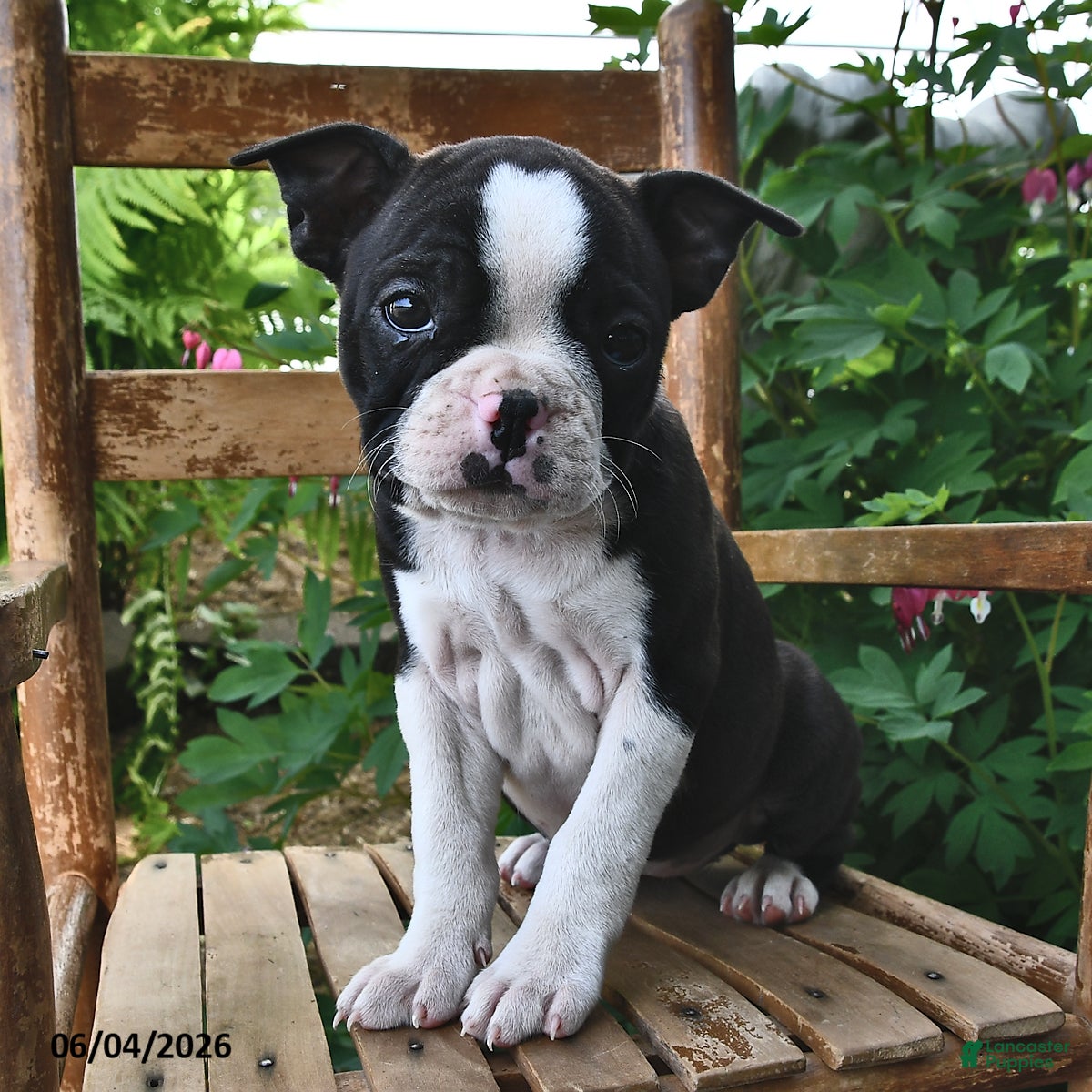 Boston Terrier dogs for sale: Princess - Ad 4