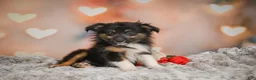 Miniature Australian Shepherd dogs for sale: Alice - Ad 5