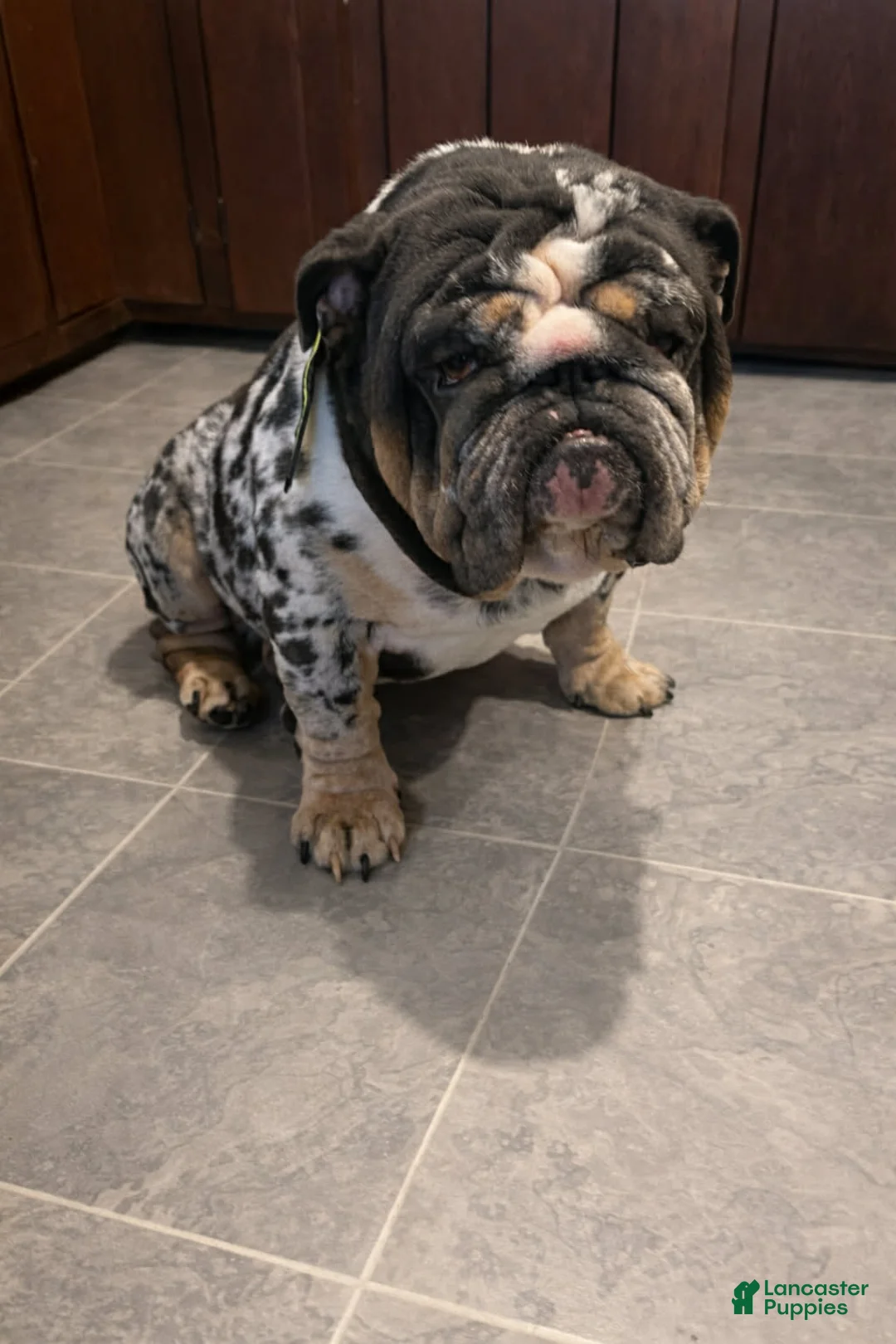 English Bulldog dogs for stud: Monty  - Ad 3