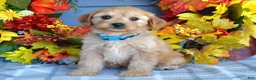 Cavapoo dogs for sale: Hudson - Ad 4