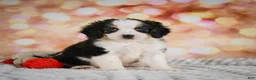 Mini Bernedoodle dogs for sale: Misty - Ad 3