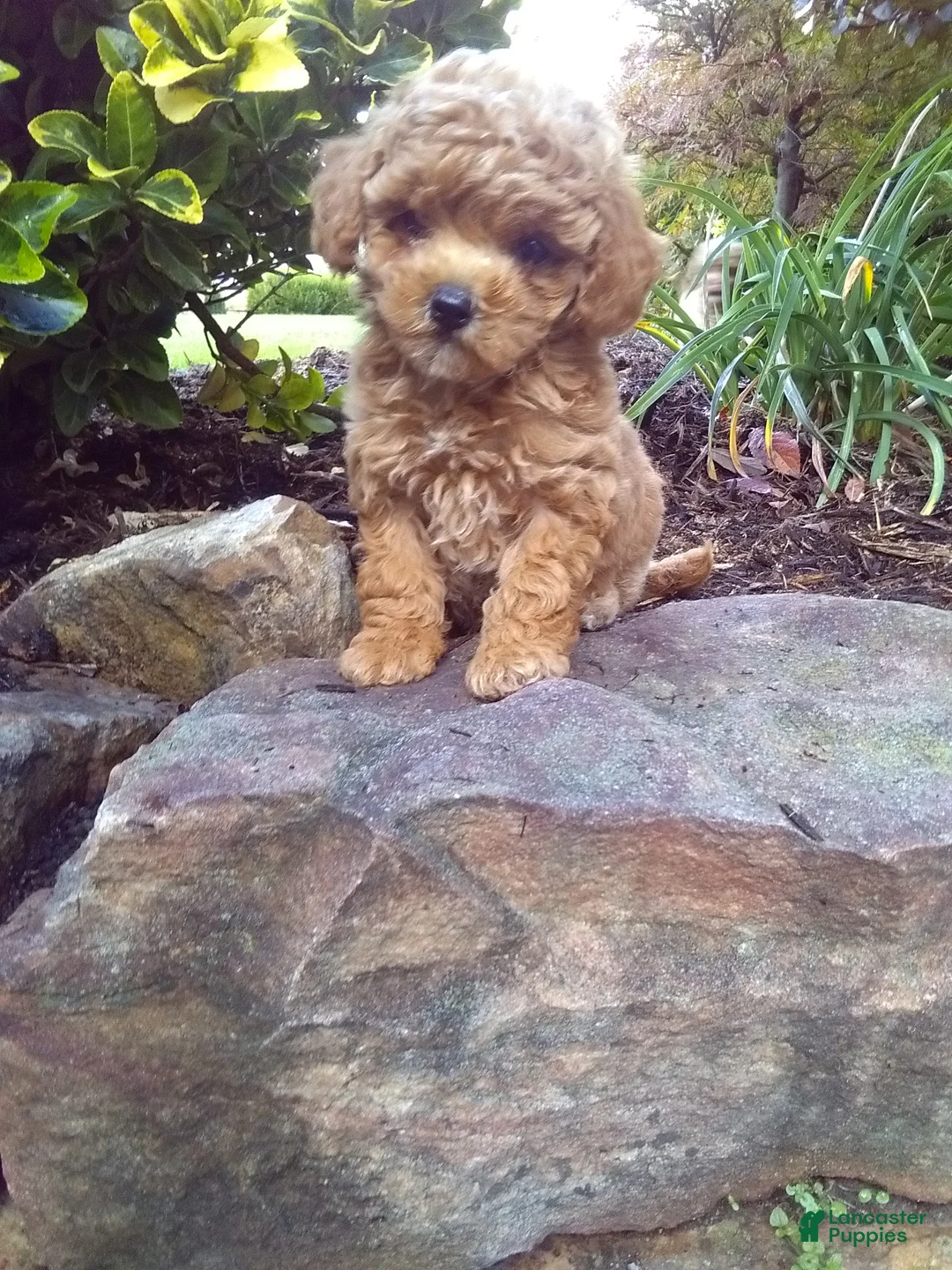 Toy Poodle dogs for sale: Calette - Ad 2