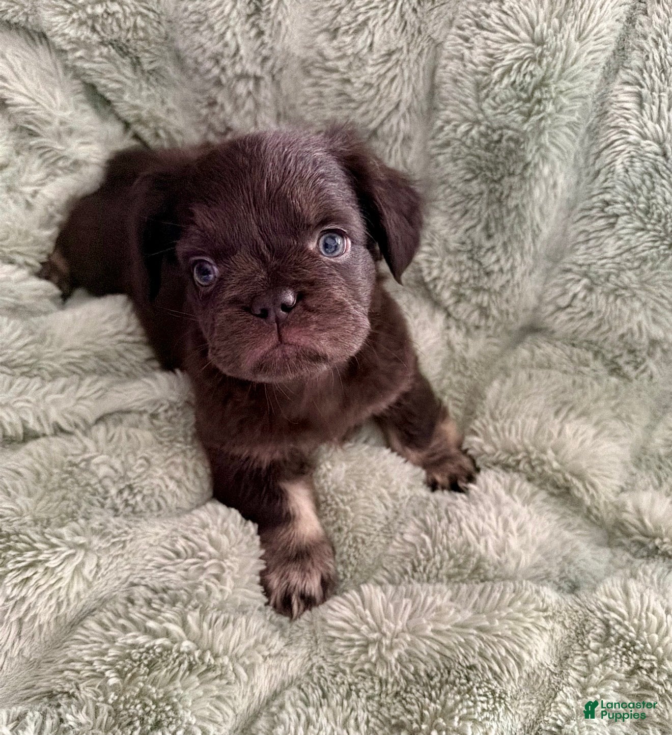 French Bulldog dogs Sneezy - Ad 2