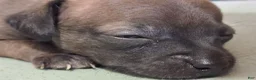 Chihuahua dogs for sale: Chihuahua 1 - Ad 1