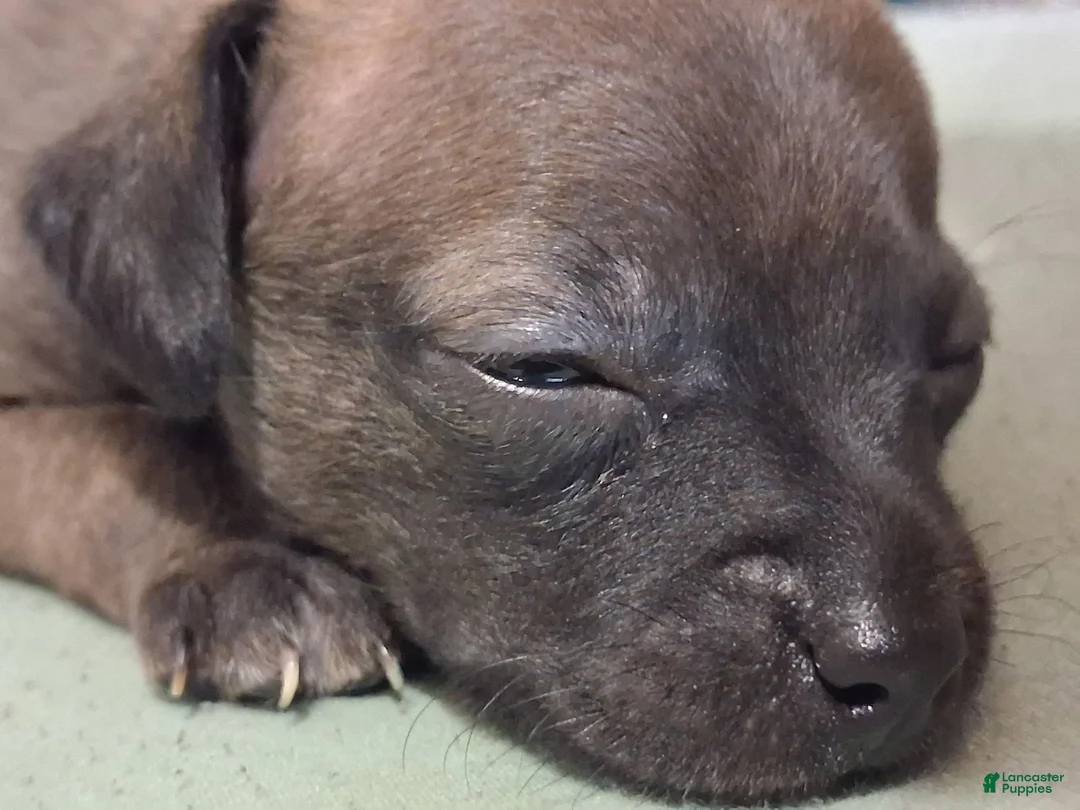 Chihuahua dogs for sale: Chihuahua 1 - Ad 1