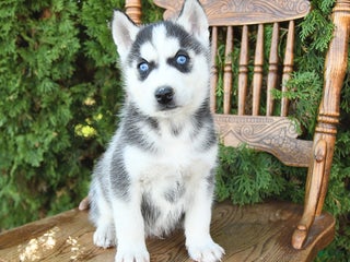 Siberian Husky dogs - Ad 12