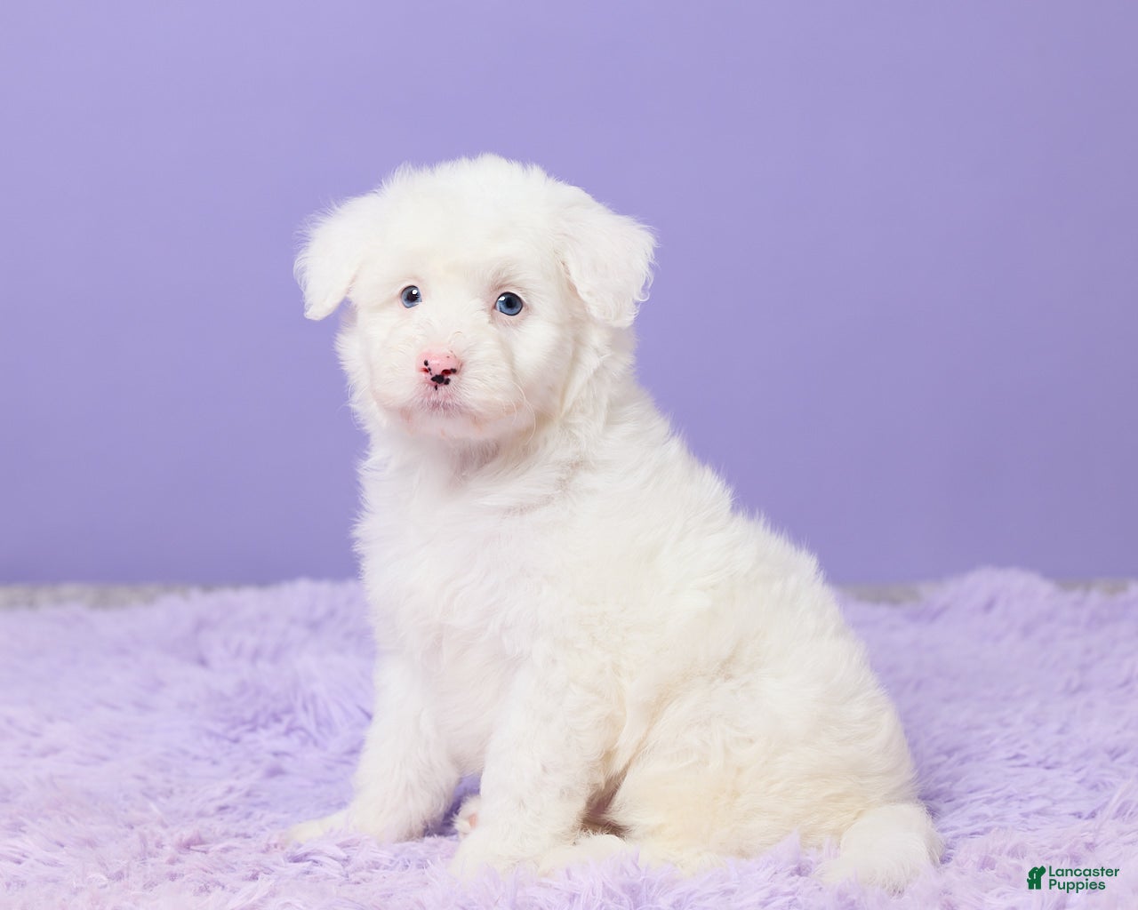 Mini Sheepadoodle dogs Soto - Ad 2