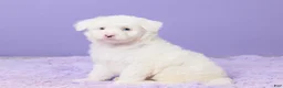 Mini Sheepadoodle dogs for sale: Soto - Ad 2