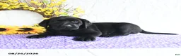 Labrador Retriever dogs for sale: Kami - Ad 4