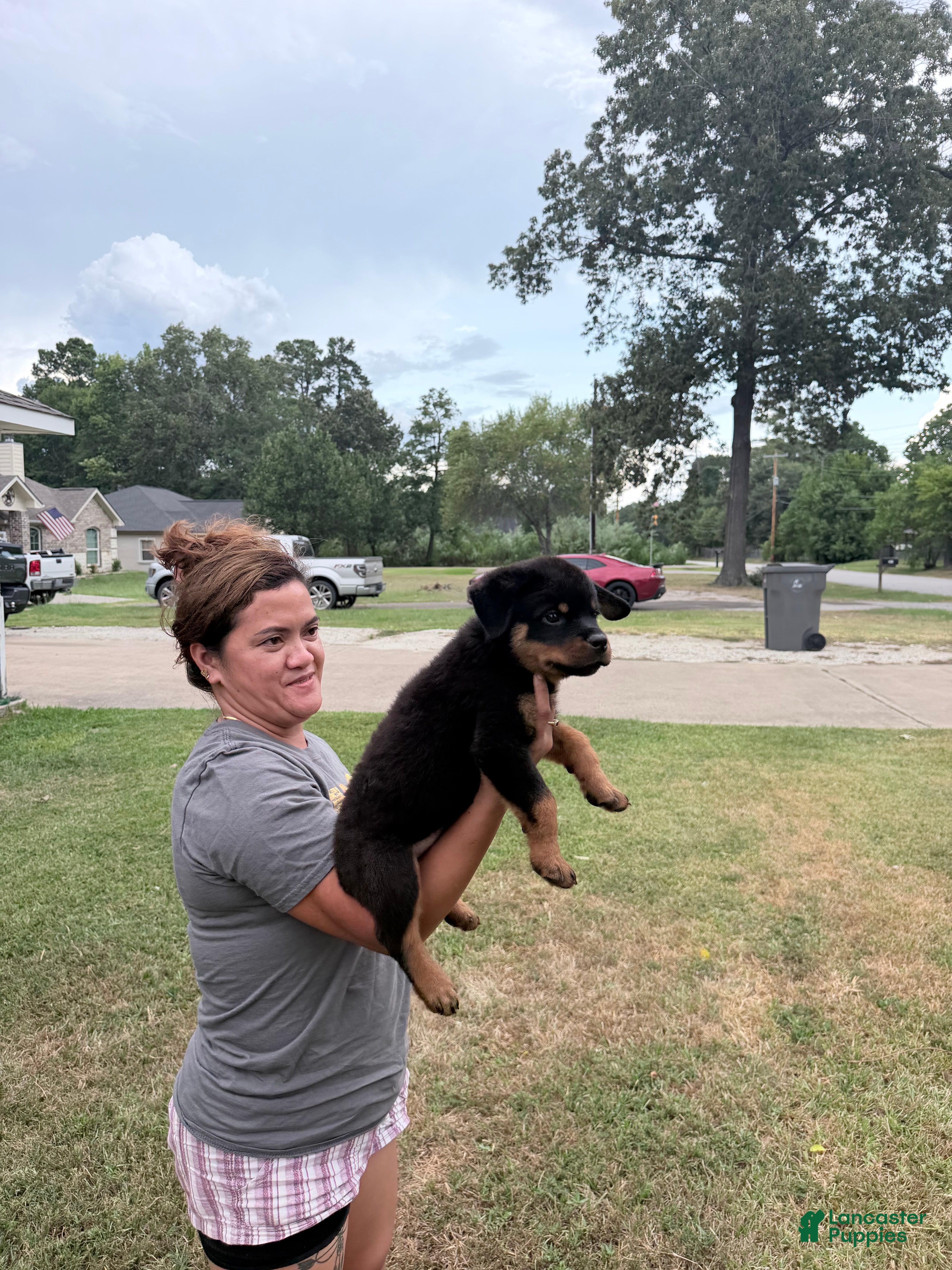 Rottweiler dogs Orange color male - Ad 2