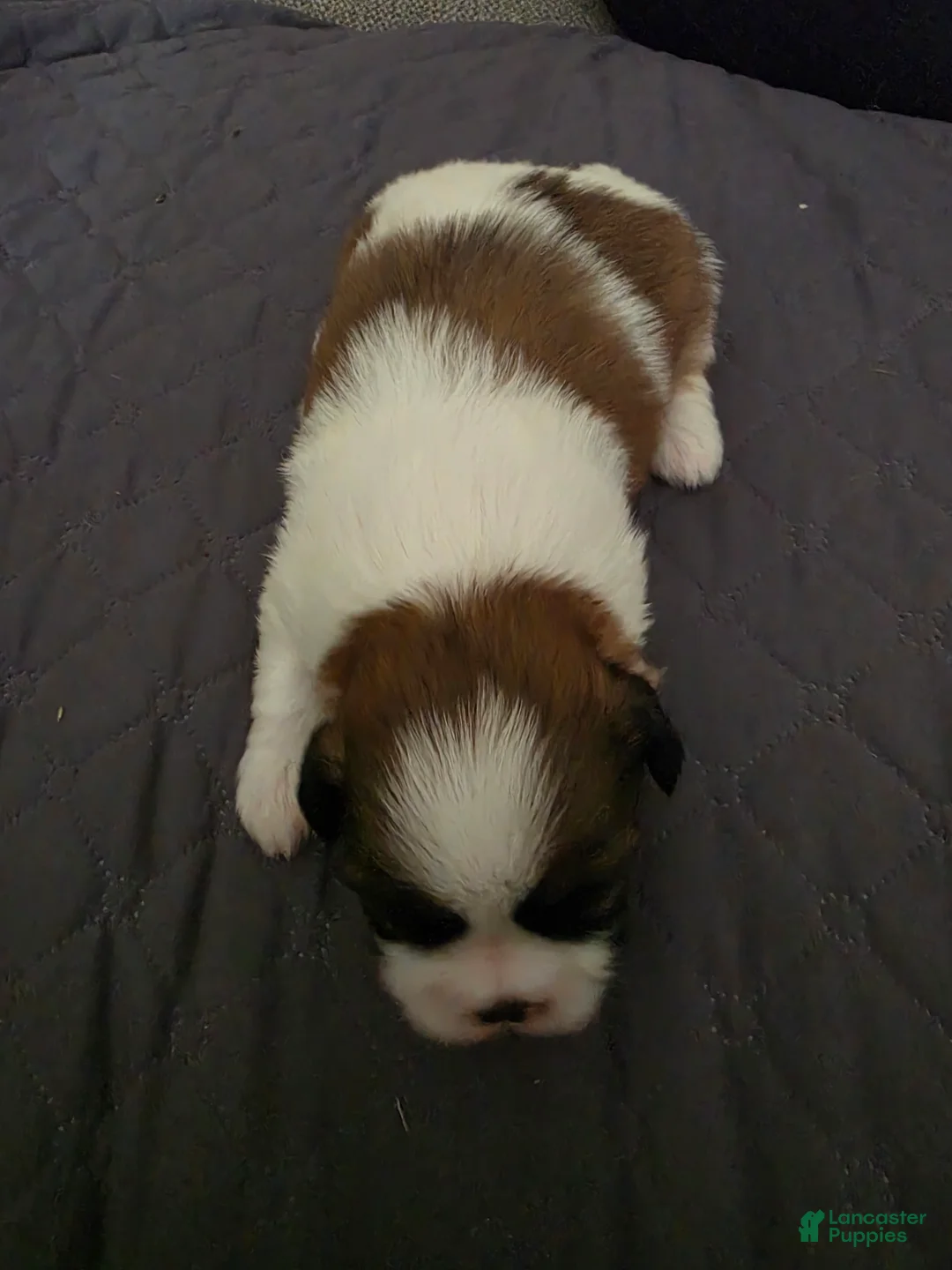 Shih Tzu dogs for sale: Boy 3 - Ad 2