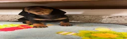 Miniature Dachshund dogs for sale: Aurora  - Ad 4