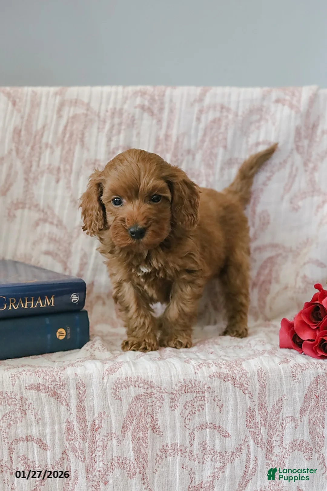 Cockapoo dogs for sale: Johnny - Ad 3