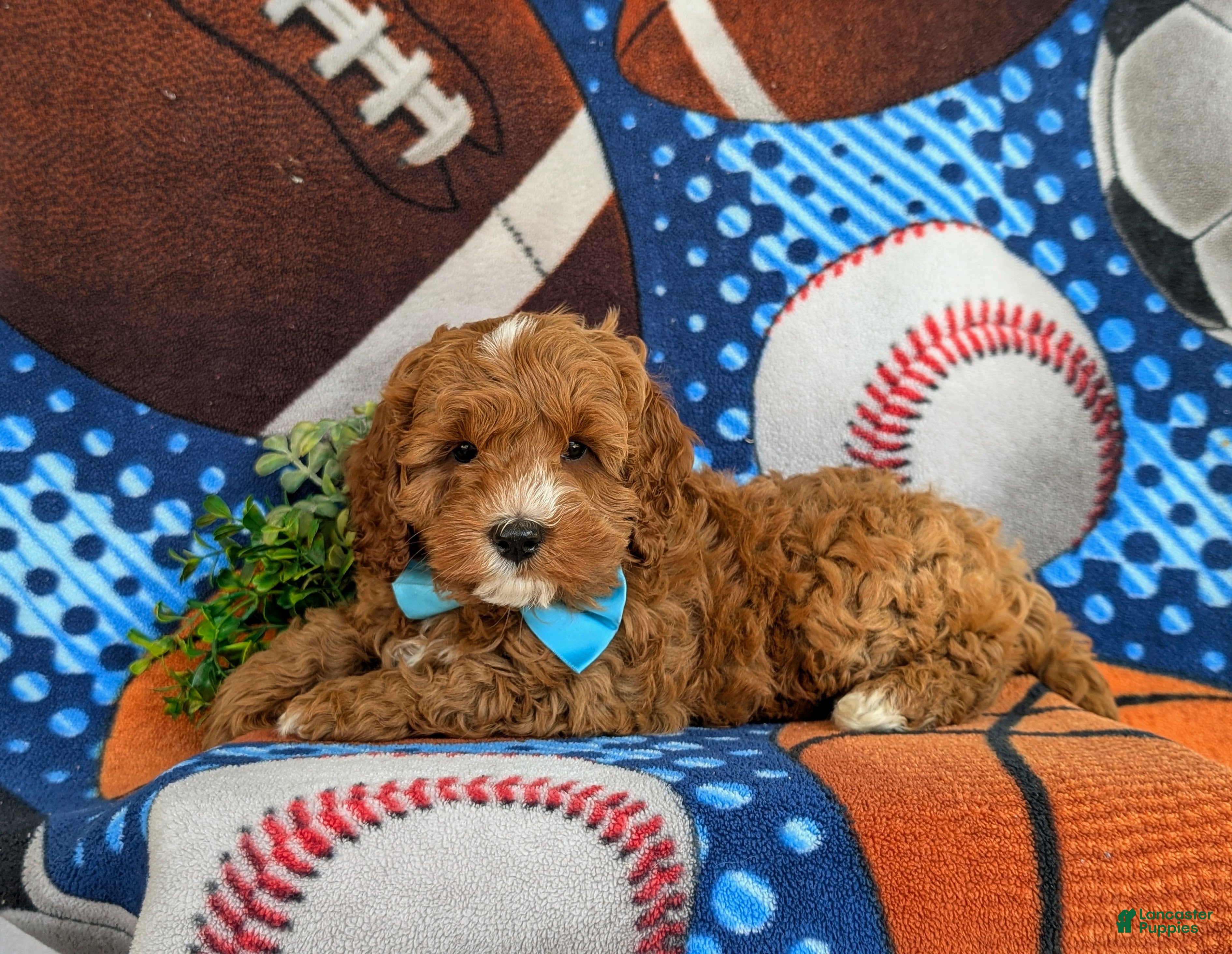 Cavapoo dogs for sale: Oliver Hypoallergenic - Ad 5