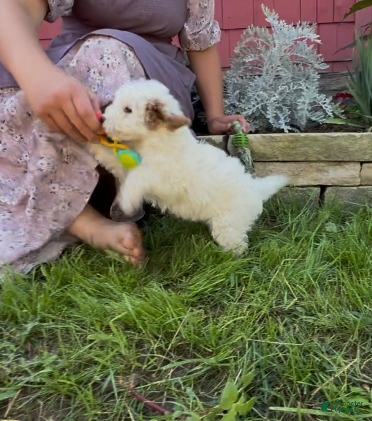 Mini Goldendoodle dogs Donna - Ad 2