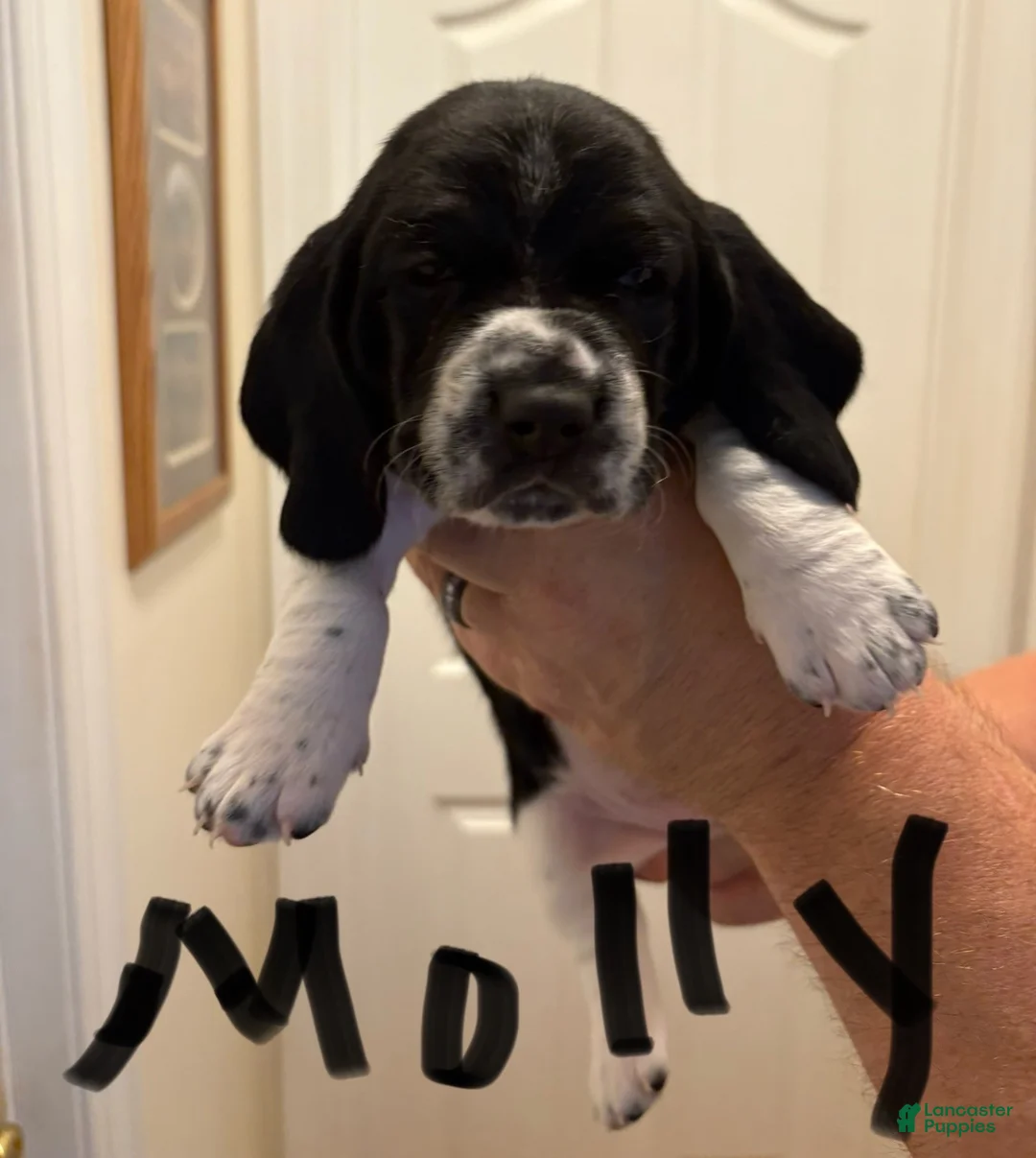 Basset Hound dogs for sale: Molly - Ad 1