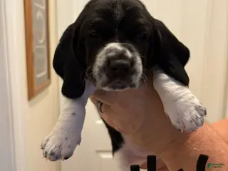 Basset Hound dogs Molly - Ad 9
