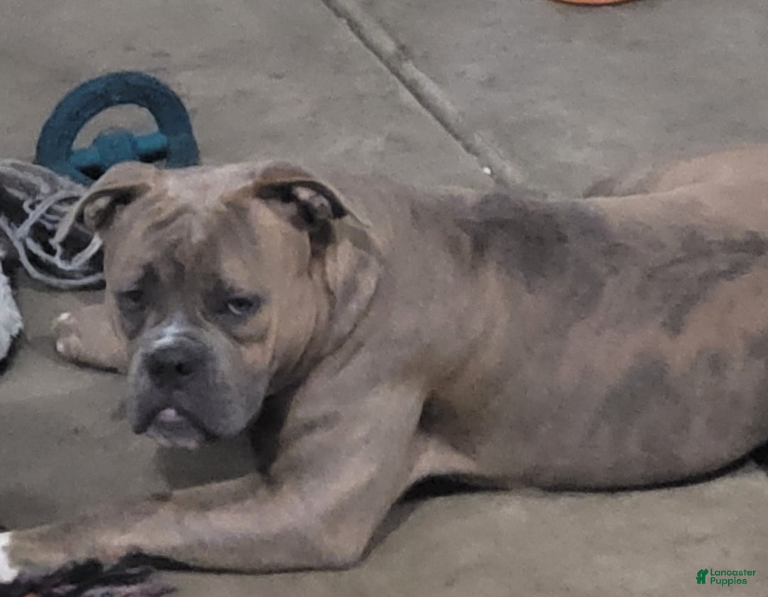 American Bulldog dogs for sale: Cleo - Ad 17