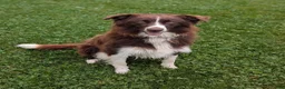 Australian Shepherd dogs for sale: Luna - Ad 6