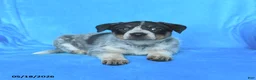 Australian Cattle Dog dogs for sale: Bess  - Ad 3