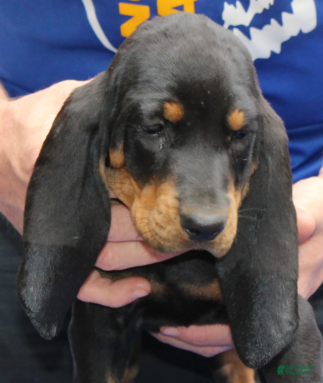 Black And Tan Coonhound dogs for sale: Lori - Ad 2