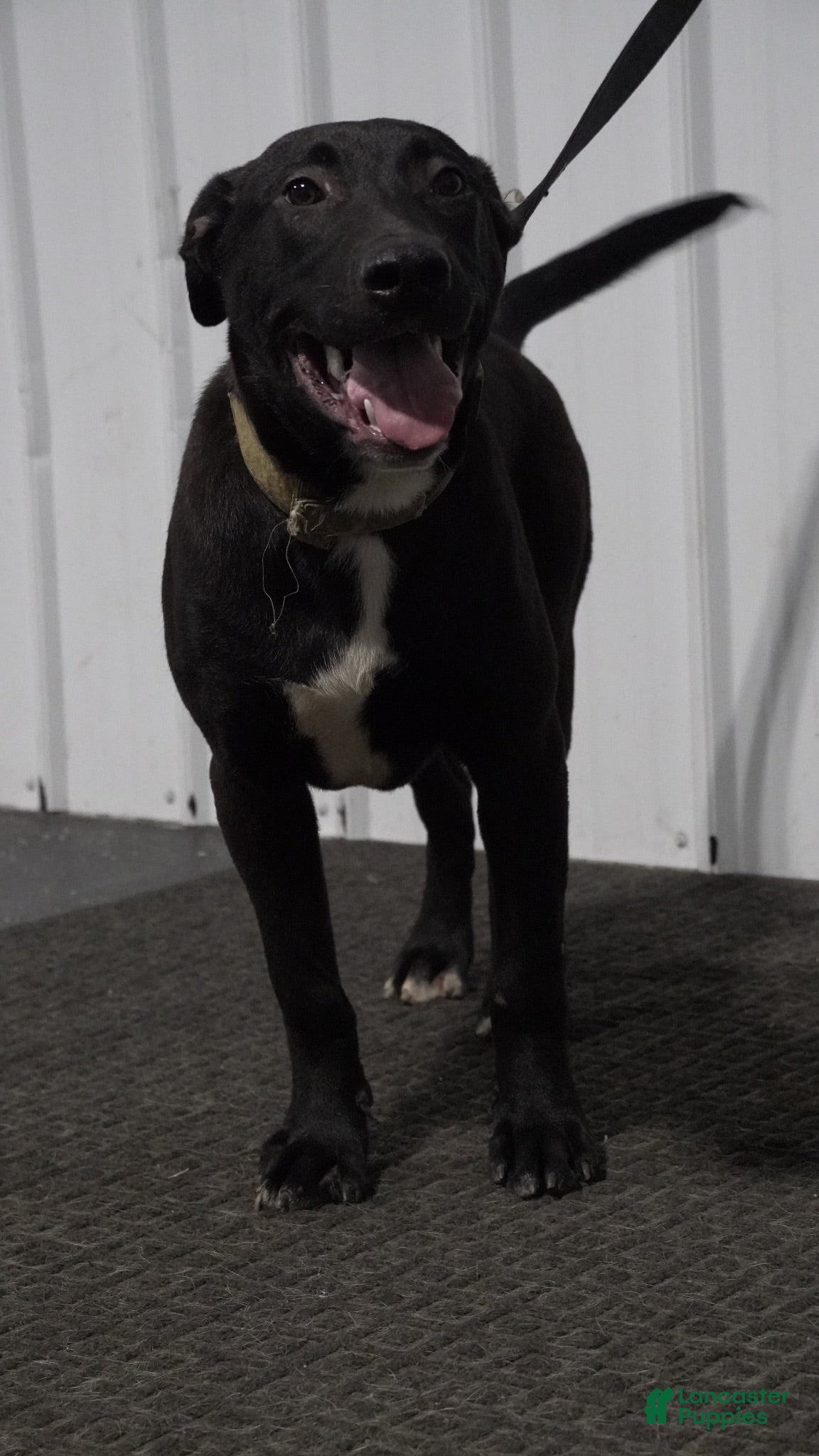 Mixed Breed dogs Mixed Breed 1 - Ad 6