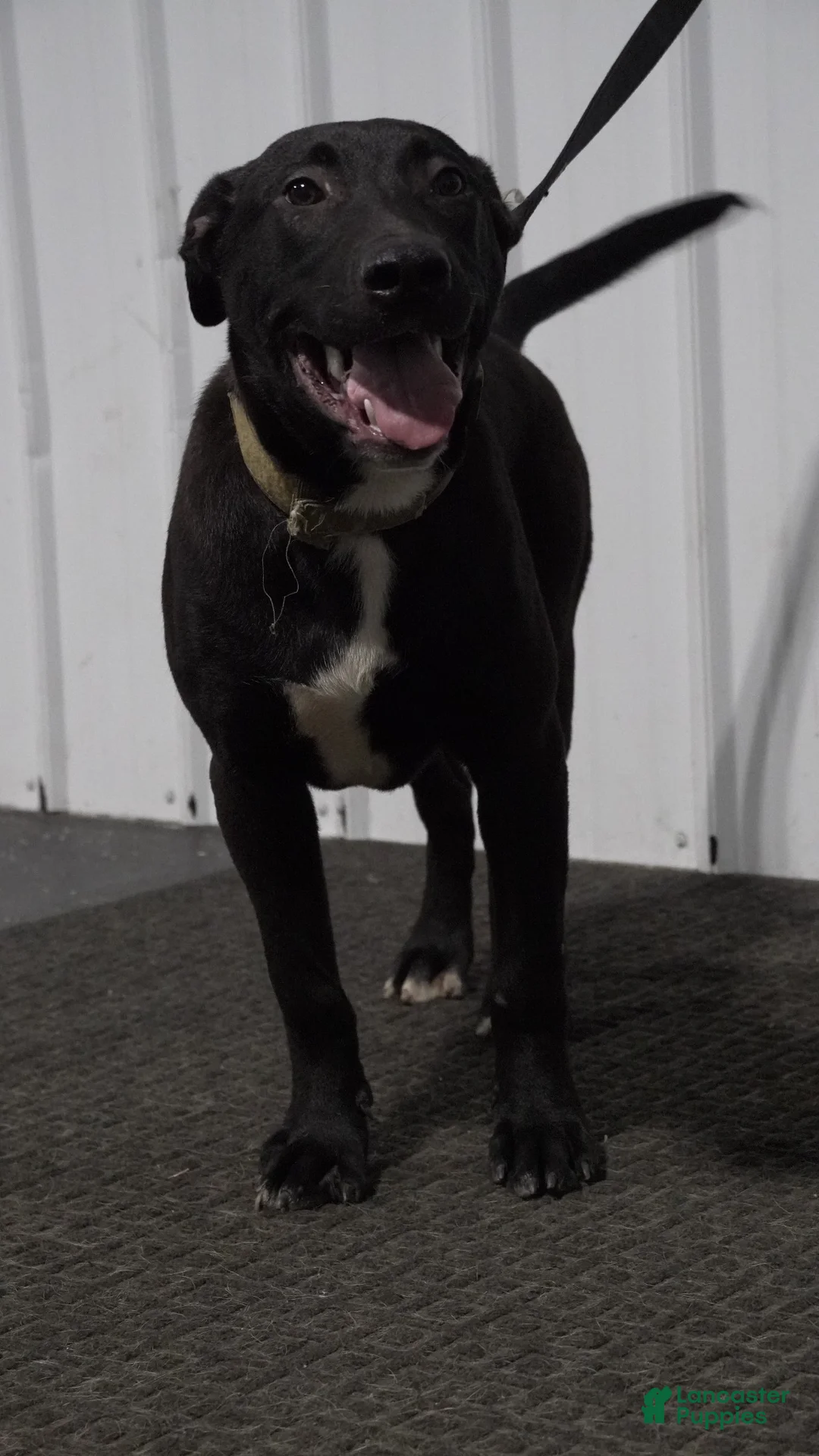 Mixed Breed dogs for sale: Mixed Breed 1 - Ad 1