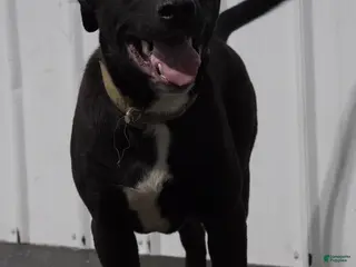 Mixed Breed dogs Mixed Breed 1 - Ad 6