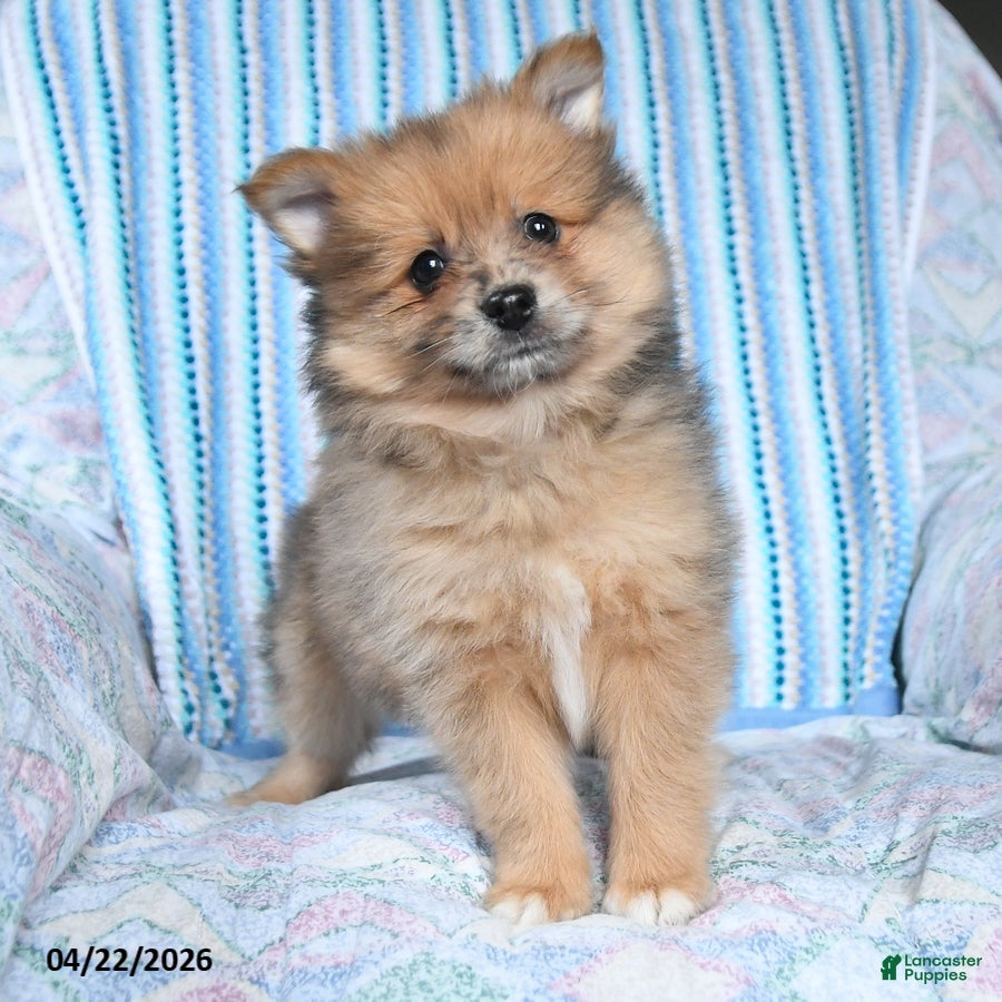 Pomsky dogs Rusty - Ad 2