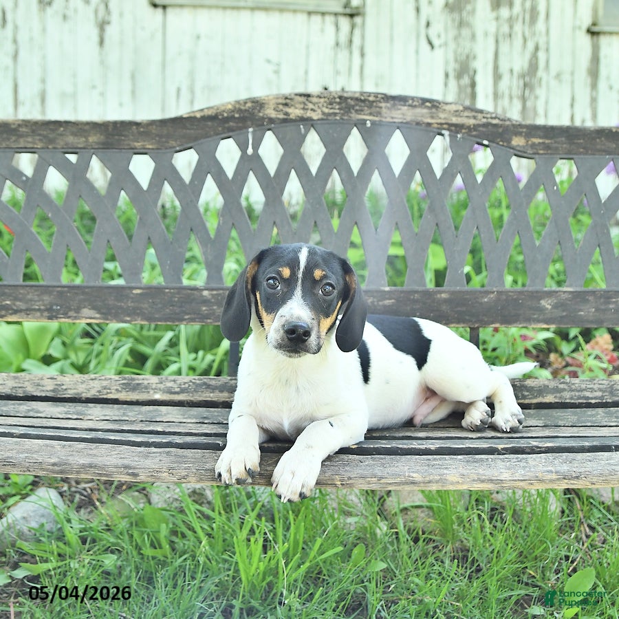 Mixed Breed dogs Oliver - Ad 2