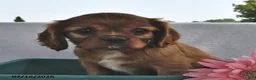 Cavalier King Charles Spaniel dogs for sale: Sasha  - Ad 3