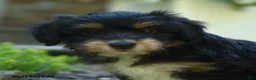 Aussiedoodle dogs for sale: Pistachio - Ad 3
