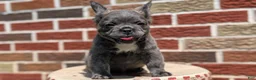 French Bulldog dogs for sale: Elle - Ad 9