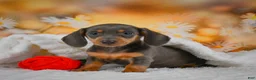Miniature Dachshund dogs for sale: Dory - Ad 10