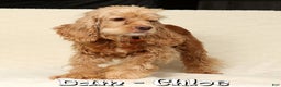 Cockapoo dogs for sale: Bubbles - Ad 10
