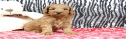 Mini Goldendoodle dogs for sale: Buddy - Ad 9