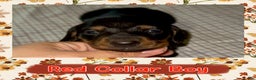 Miniature Dachshund dogs for sale: Red Collar Boy - Ad 2