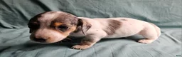 Miniature Dachshund dogs for sale: Carter - Ad 3