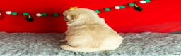 Golden Retriever dogs for sale: Scarlett - Ad 7